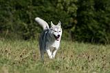 SIBERIAN HUSKY 882